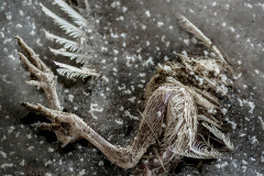 The leg of a dead turkey lies revealed amid a layer of firefighting foam. Israel, 2016. Glass Walls / We Animals