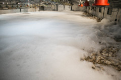Thick firefighting foam engulfs a turkey barn's floor while dead birds lie revealed at its edge. Israel, 2016. Glass Walls / We Animals