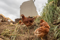 Selene Magnolia / Essere Animali, Italy, 2023