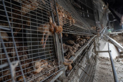 Selene Magnolia / Essere Animali, Italy, 2023