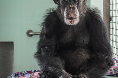 Ron, a chimpanzee rescued from invasive research, in his nest of blankets at Save the Chimps. USA, 2011. Jo-Anne McArthur / We Animals