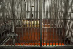 A lone sheep in a medical research lab waiting for a surgical procedure from which they will not be woken up. The procedure tests a medical device. Sheep are gregarious, social animals who do not like to be alone. USA, 2020. Roger Kingbird / HIDDEN / We Animals