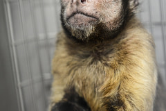 A capuchin monkey arrives from a lab where he was used for invasive research, to Jungle Friends primate sanctuary. USA, 2014. Jo-Anne McArthur / NEAVS / We Animals
