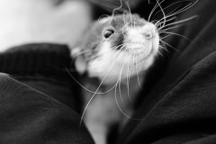 Dr. Theodora Capaldo with a rescued rat awaiting adoption at the Massachusettes SPCA. USA,  2014. Jo-Anne McArthur / NEAVS / We Animals
