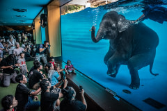 Tourists at Khao Kiew Zoo watch an Asian elephant forced to swim underwater for performances. Thailand, 2019. Adam Oswell / HIDDEN / We Animals