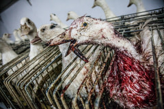 The brutality of force feeding leads to serious injury for many birds. This duck spent several days in the cage with his beak broken. Spain, 2011. Luis Tato / HIDDEN / We Animals
