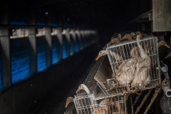 Egg-laying ducks are kept two to three per cage without access to bathing water at this industrial farm in Taiwan.