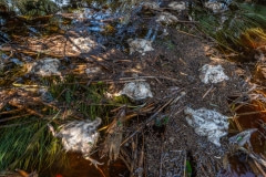 Drowned bodies of broiler chickens in the flood water in North Carolina.