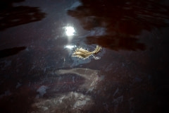 Feather floats on top of flood water in North Carolina.