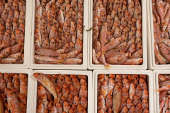 Detail of red mullet for sale at the largest fish auction in Greece.