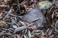 Detail of fish and a sting ray after being emptied from nets onto the deck of the fishing boat Fasilis.