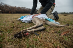 Louise Bonomi with a joey who was injured by the bushfires.