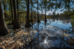 Dead fish floating in flood waters after Hurricane Florence in North Carolina.