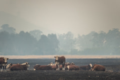 Cattle grazing in a dry and fire-scorched landscape near Corryong.