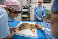 An injured possum receives treatment at Southern Cross Wildlife Care for severe burns caused by the bushfires.