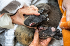 Burned koalas are darted with a sedative, then captured and lowered from the tree for veterinary care. They will later be released into a surviving forest.