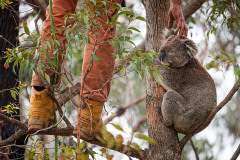 An arborist helping with animal rescues with an injured koala.