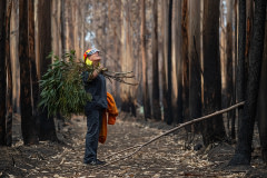 Veterinarian Chris Barton of Vets for Compassion carries eucalyptus browse into a destroyed eucalyptus tree plantation where surviving koalas perch high in trees. The fresh eucalyptus is tied to the base of trees which lures them down, at which point the rescuers and vets can catch the koala and assess them for injuries. If the animals are kept for rehabilitation, they will later be released to the wild.