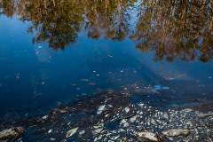 Dead fish floating in flood waters after Hurricane Florence in North Carolina.