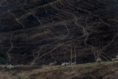 Sheep graze on scorched land in the Buchan area.