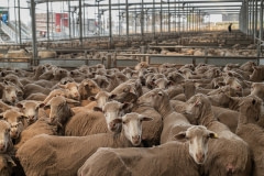 At this sale yard in New South Wales sheep sales are much higher than usual because of the drought and fires.