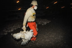Broiler chickens being collected for slaughter. Spain, 2009.