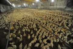 Broiler chickens. Spain, 2011.
