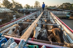 Animals packed onto trucks at the sale yards.