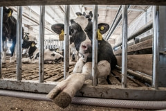 Calves in quarantine. Israel, 2018.
