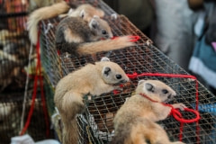 Small animals for sale at Chatuchak market. Thailand, 2008.