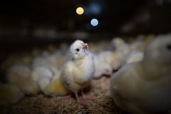 Broiler chicks. Mexico, 2018.