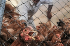 Broiler chickens being collected for slaughter. Spain, 2009.