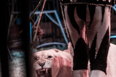 Performing lions. France, 2017.