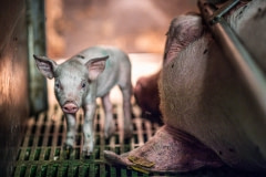 A sow and piglet in a sow stall. Italy, 2015.