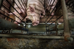 Industrial pig farming. Italy, 2015.