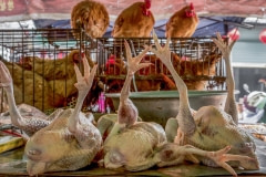 Wet market in Anhui. China, 2016.