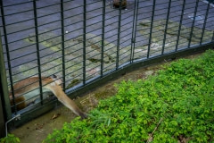 Toque macaque. Germany, 2016.