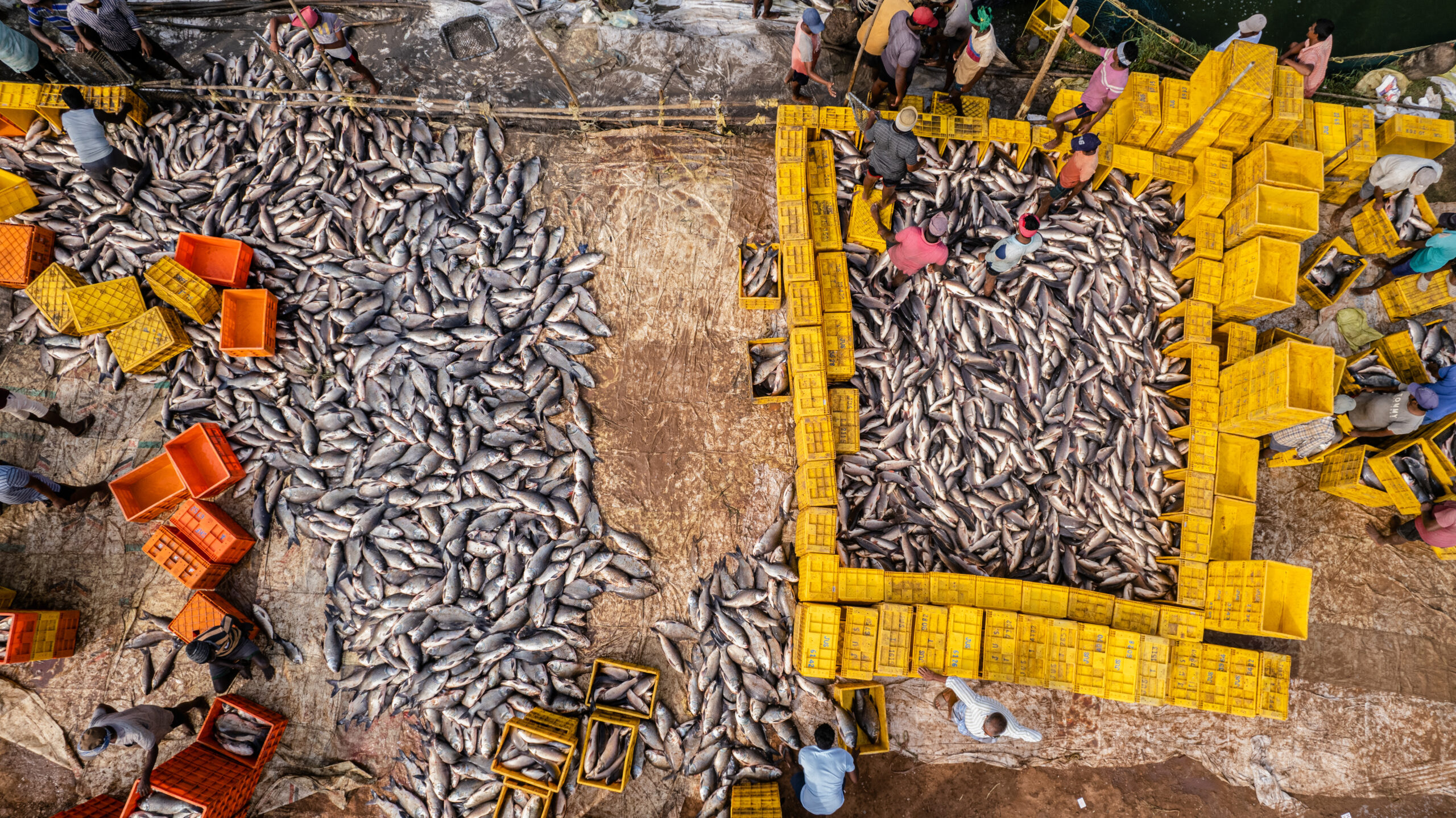 Thousands of fish lie dead or dying on the ground amid workers packing them for transport during a harvest on a fish farm. While transport trucks wait nearby, workers scoop up fish trapped inside a harvesting net with mesh baskets and dump them in a sorting area. The fish are not stunned or slaughtered during harvests but simply removed from the water to eventually die while they are sorted and packed for transport. This farm raises catla (katla) and rohu. Andhra Pradesh, India, 2023. Shatabdi Chakrabarti / FIAPO / We Animals