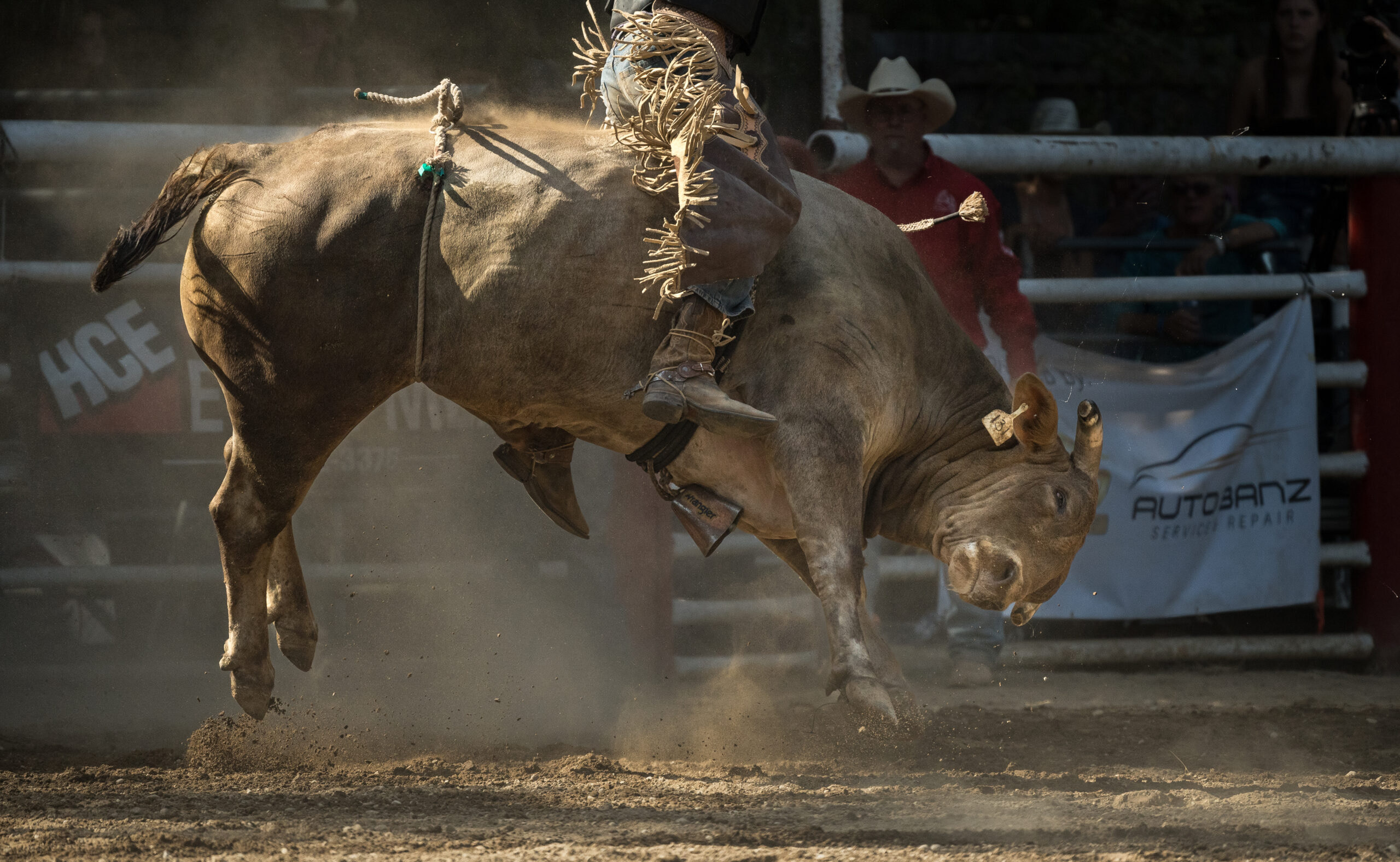 A bull being used in a rodeo bull riding competition attempts to unseat a rider from his back. The bull wears a clanging cowbell and the rider wears spurs which they will press into the bull's side during the event. The rope tightly tied around his torso causes him discomfort and makes him want to buck. Bulls, Broncs & Barrels, Coombs, British Columbia, Canada, 2024. Jordan Rivers / We Animals