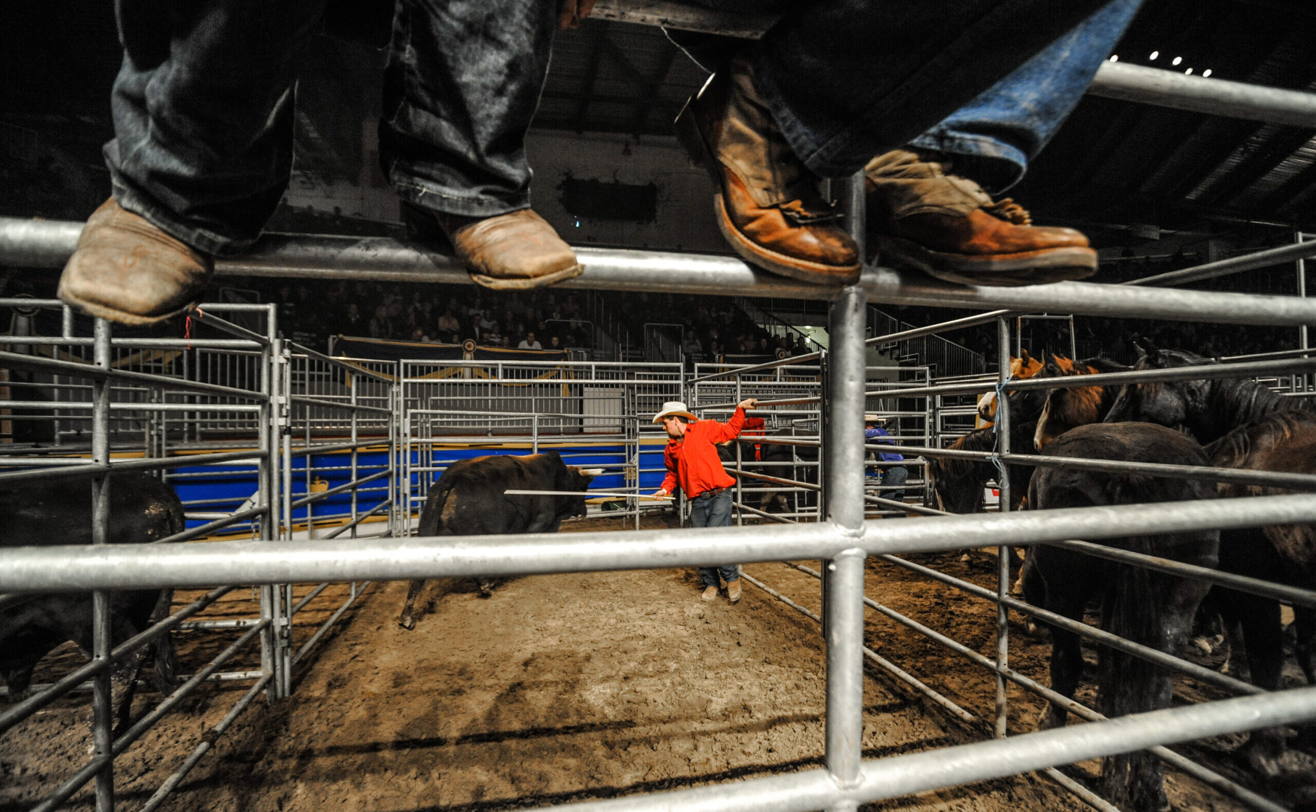 Leather boots. The rodeo at the Royal Agricultural Winter Fair. Toronto, Ontario, Canada, 2009. Jo-Anne McArthur / We Animals