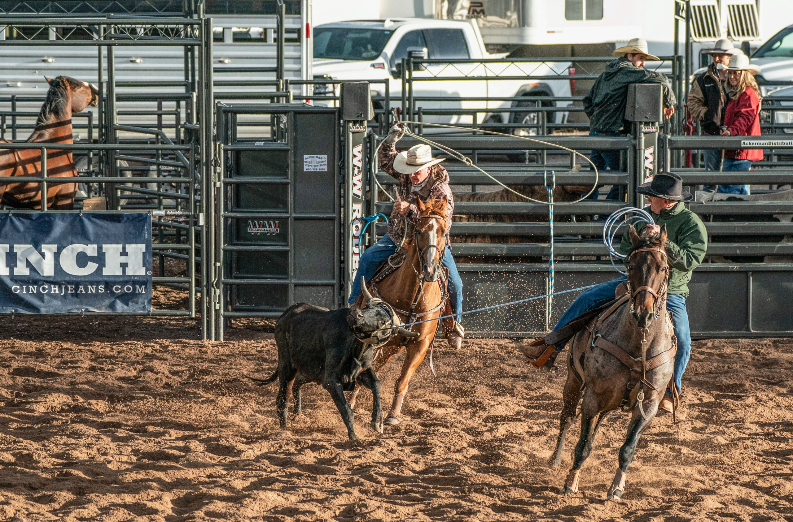 A calf's head and neck is tightly pulled by a rope, as a cowboy swings a second lasso to rope them by a hind leg during a calf breakaway roping event at Snowmass Rodeo. Breakaway roping differs slightly from traditional calf or tie-down roping and dictates that mounted riders rope a calf but do not tie them. Snowmass Village, Colorado, USA, 2024. Leigh Vogel / We Animals