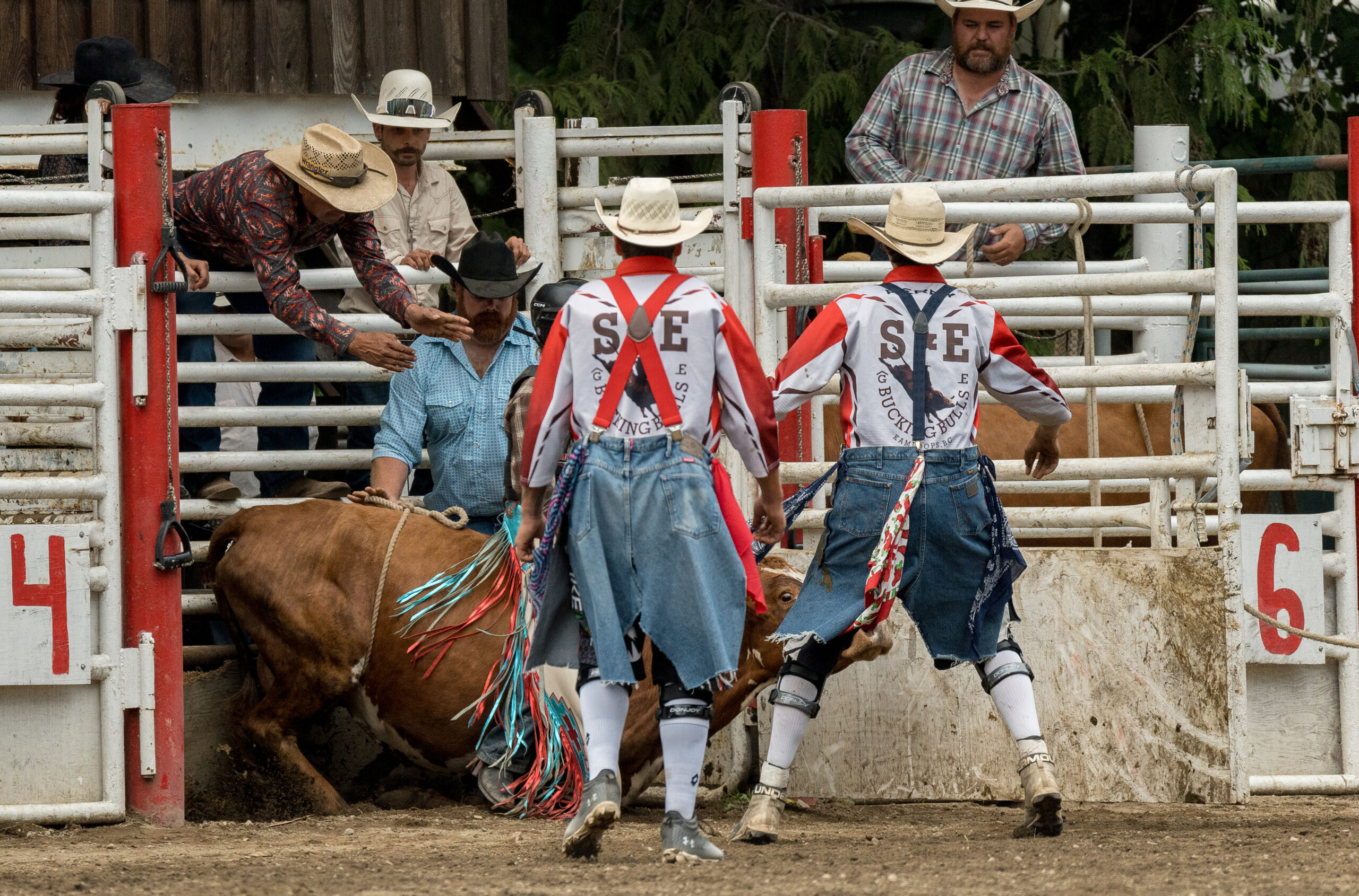 A small cow falls while carrying a competitor as she exits a bucking chute during a rodeo junior steer riding competition. Despite being billed a steer riding competition, this event used young or small cows instead. Bulls, Broncs & Barrels, Coombs, British Columbia, Canada, 2024. Jordan Rivers / We Animals