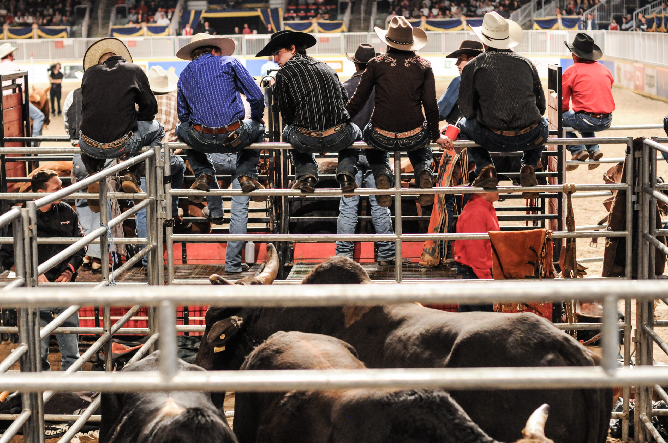 Cowboys. The rodeo at the Royal Agricultural Winter Fair. Toronto, Ontario, Canada, 2009. Jo-Anne McArthur / We Animals