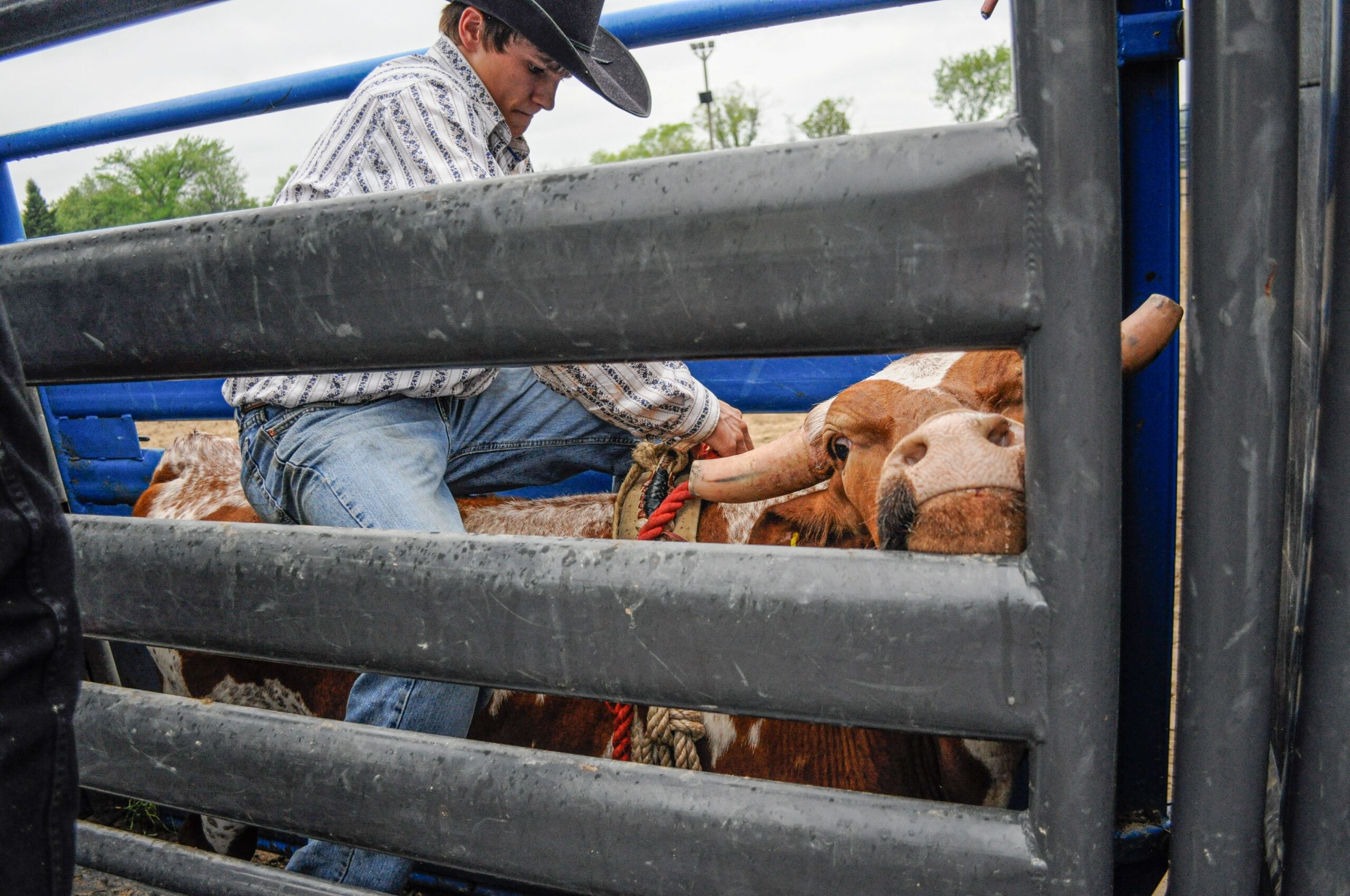 A cowboy climbs onto a bull's back inside a chute during a rodeo bull riding competition. Canada, 2010. karol orzechowski / We Animals