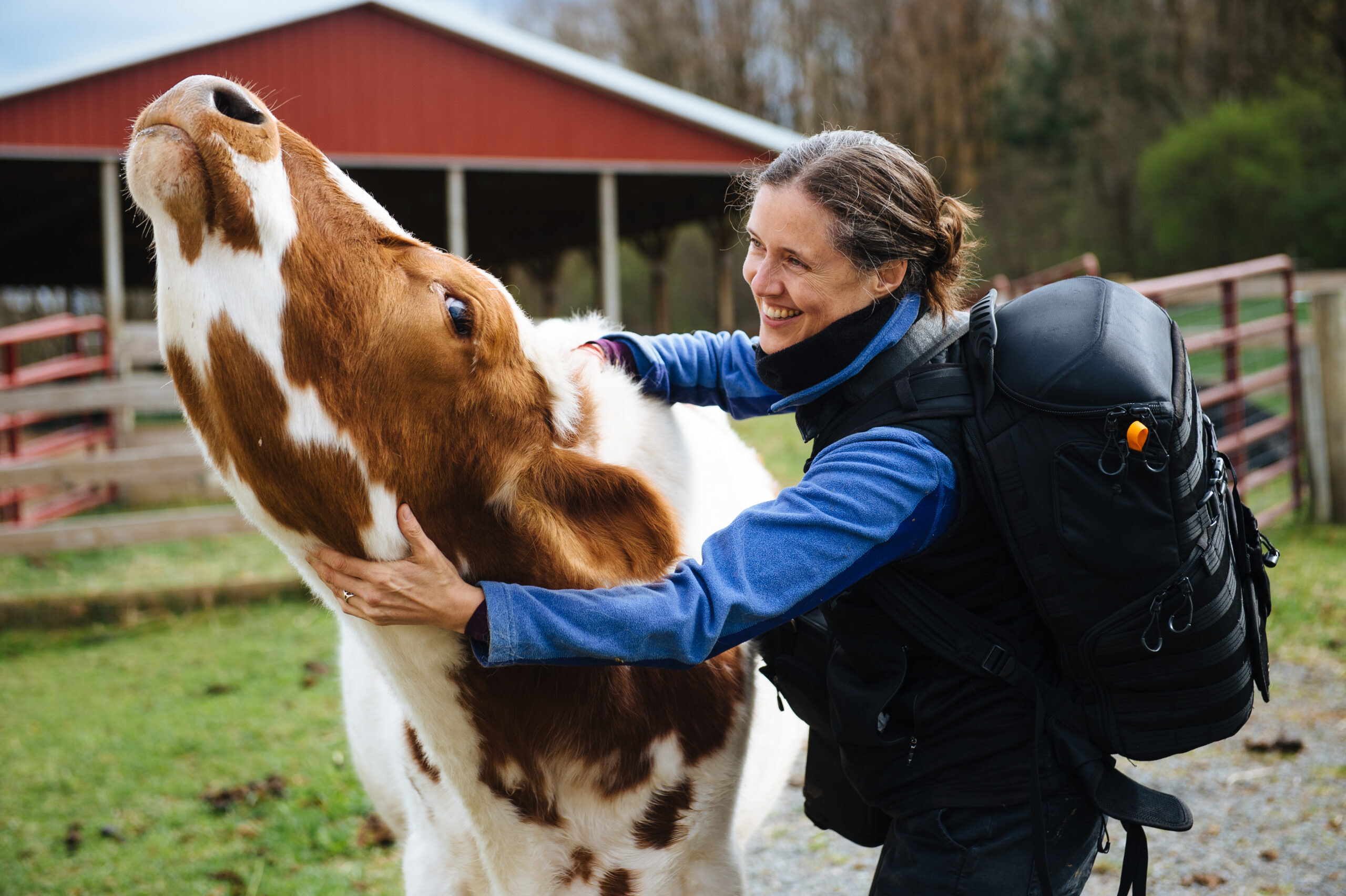Hayes steer squirms with delight as Jo-Anne McArthur gives him a vigorous neck rub. Farm Sanctuary, Watkins Glen, New York, USA, 2023. Victoria de Martigny / We Animals Media