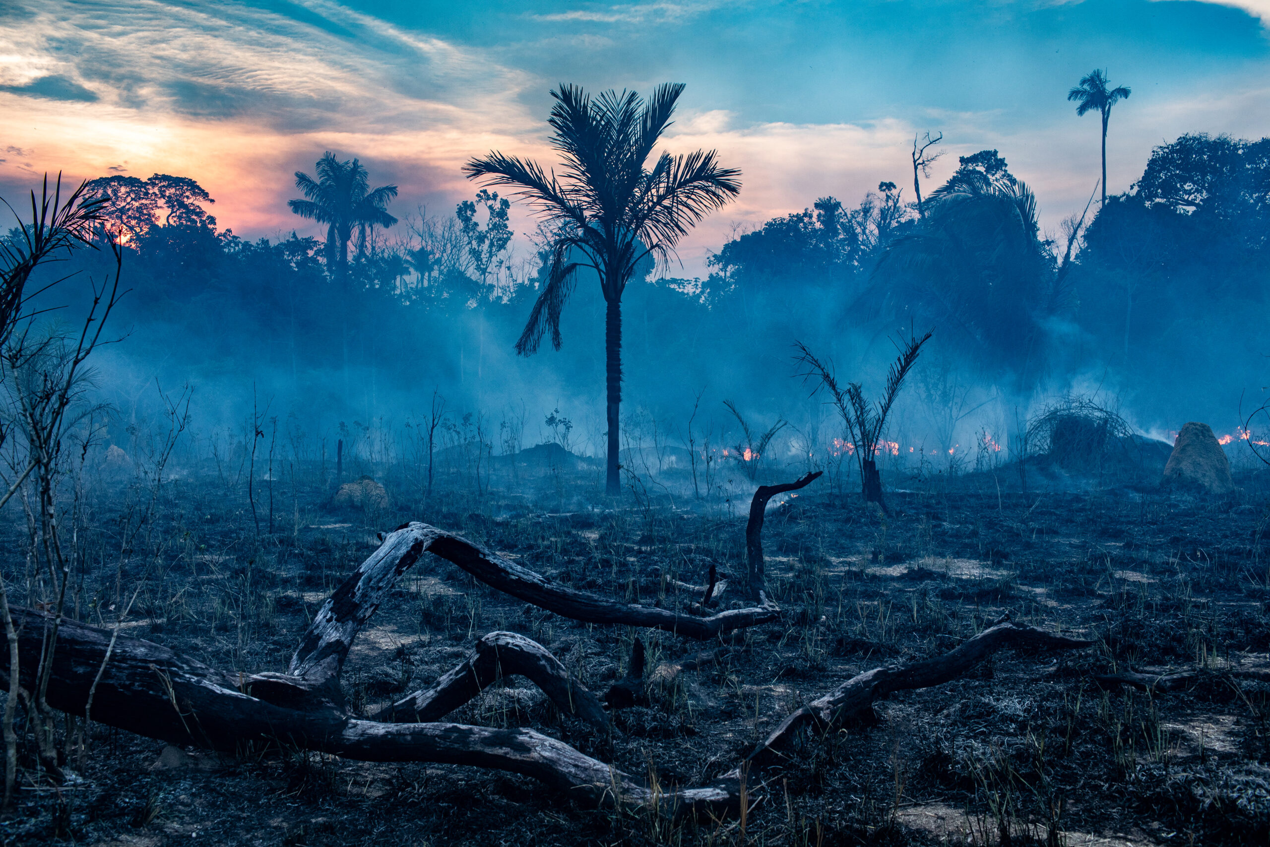 A burning pasture at a cattle farm also burns a neighboring forest area. Farmers from the Amazon region have historically set fire to their pastures to clear the area before the grass sprouts. Brazil's National Institute for Space Research reported a more than 80% increase in fires in the Amazon rainforest from January through August 2019 compared to the same period in 2018. Undisclosed location, Mato Grosso, Brazil, 2019. Victor Moriyama / We Animals