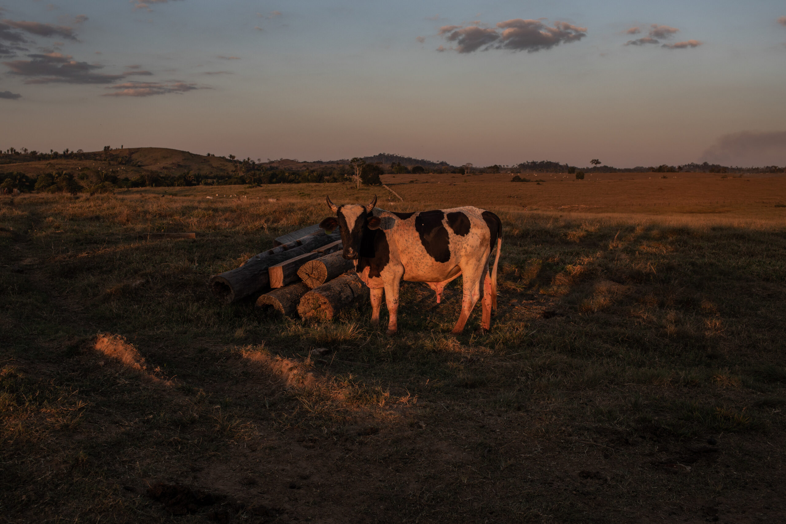A cow makes eye contact from a farm field in Rondonia, a primary beef-producing state in Brazil's Amazon rainforest. According to the farmer, he sold cattle to a major meat producer for eight years but recently received a fine for deforestation and says the company has blocked purchases from his farm. Undisclosed location, Rondonia, Brazil, 2021. Victor Moriyama / We Animals Maxine