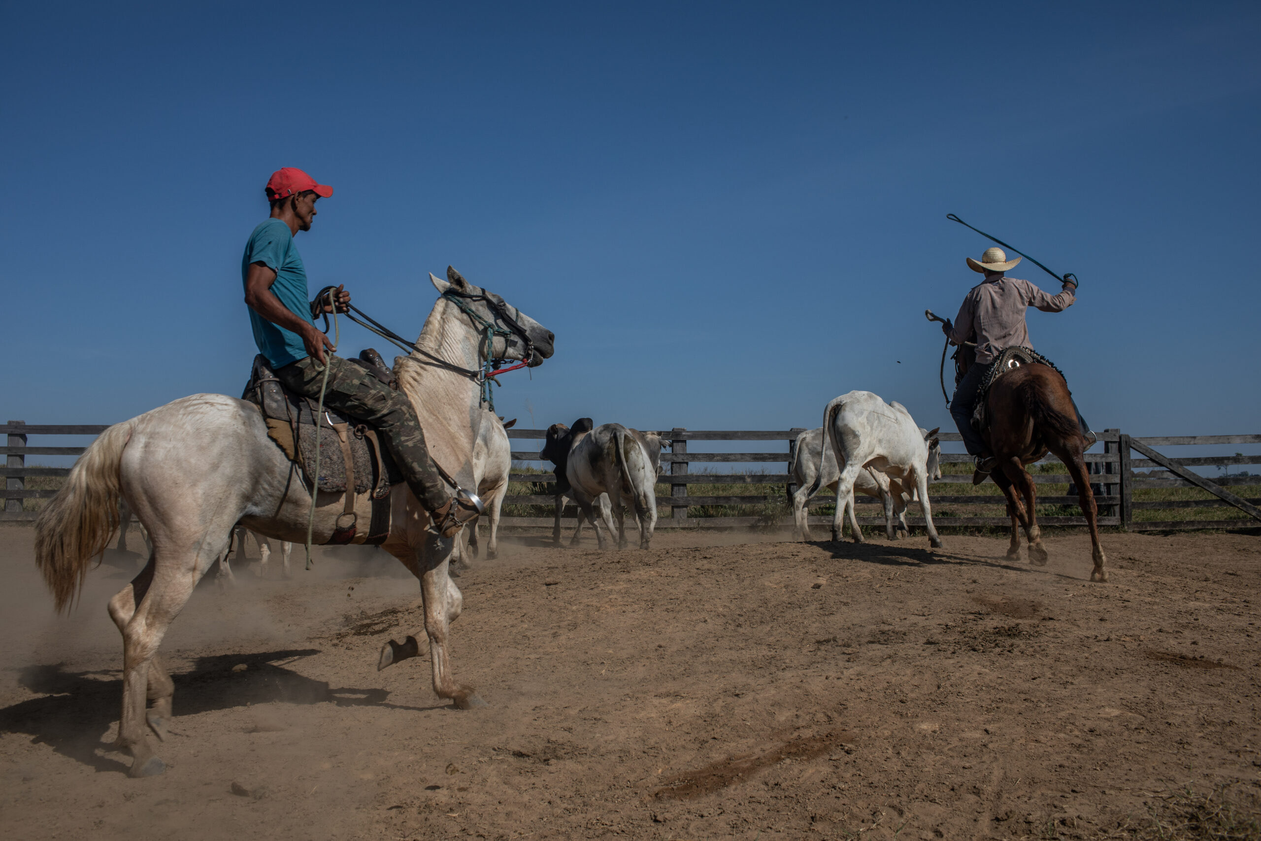 Vaqueiros (cowboys) round up cattle for loading onto transport trucks at a farm located within a protected reserve. Farms in protected areas are illegal but there is little oversight by the Brazilian government. Undisclosed location, Rondonia, Brazil, 2021. Victor Moriyama / We Animals Sweeper at the beach in Canada. Photo credit: Cindy Hughes.