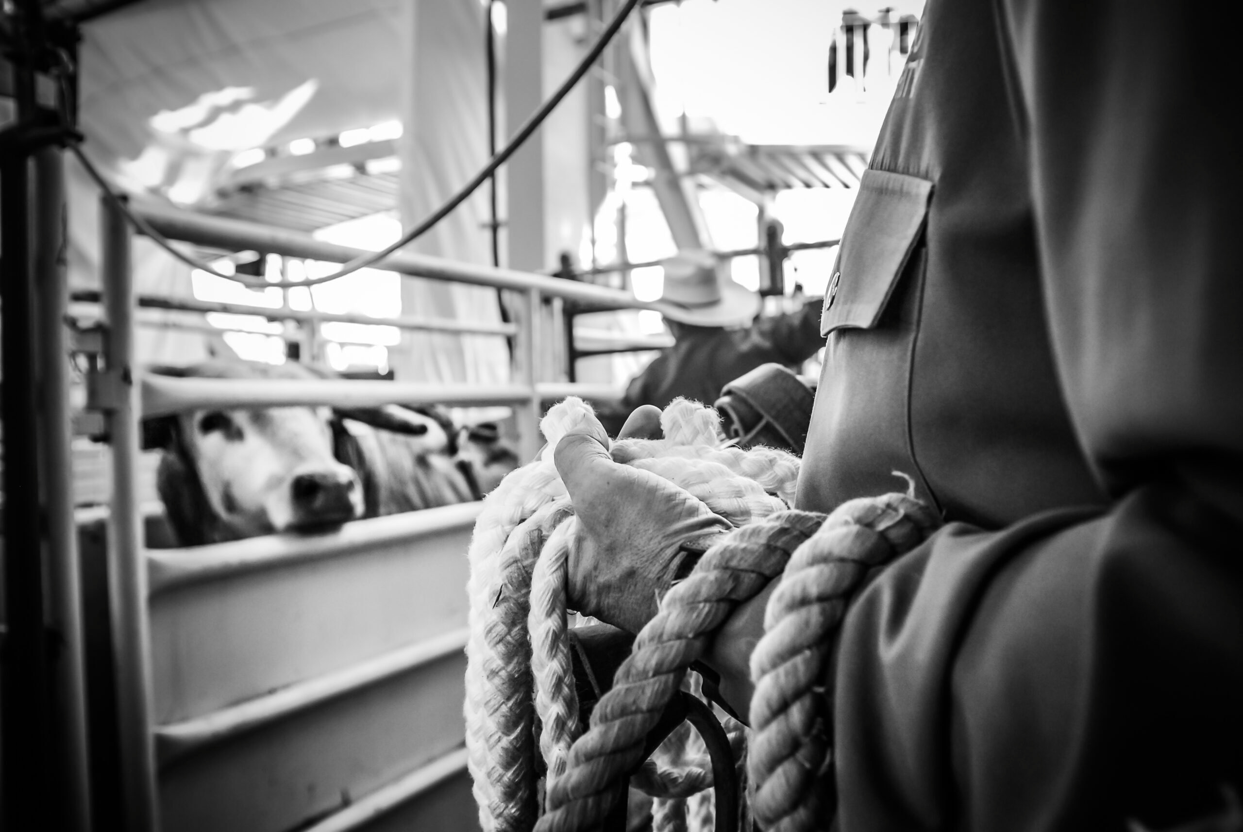 Ropes and bars at the Calgary Stampede. Calgary Stampede, Calgary, Alberta, Canada, 2006. Jo-Anne McArthur / We Animals