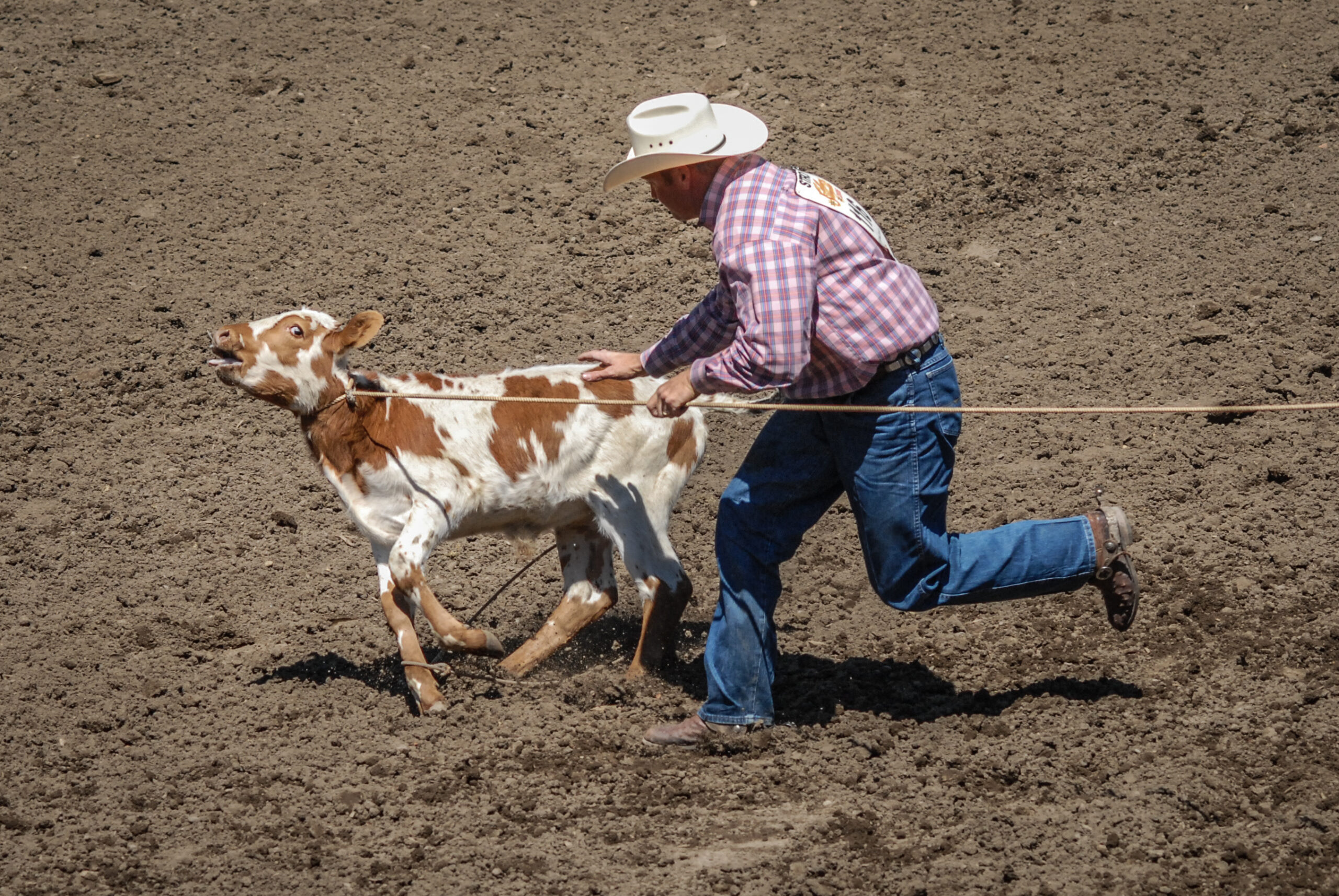 Calf roping event at The Calgary Stampede. Calgary Stampede, Calgary, Alberta, Canada, 2006. Jo-Anne McArthur / We Animals